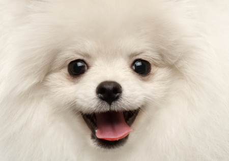 В Москве прогулка обернулась похищением и перепродажей шпица