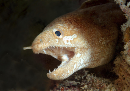 Россиянин попал в больницу после нападения мурены