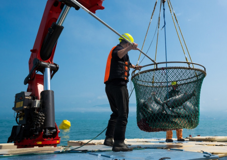 Недобросовестные участники рыбоводных аукционов останутся без «улова»