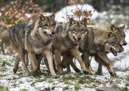 У «истребивших» финских оленей волков из России нашли алиби