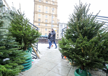 Ветеринар рассказал, как обезопасить себя от «елочных клещей»