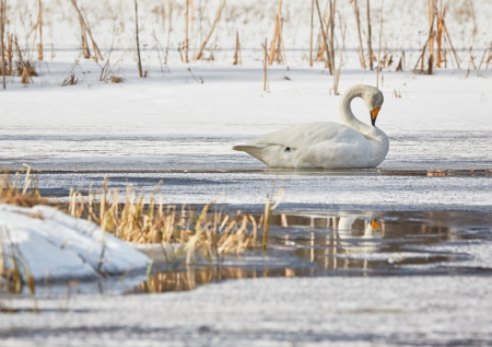 В Подмосковье активисты пытаются спасти лебедей от смерти