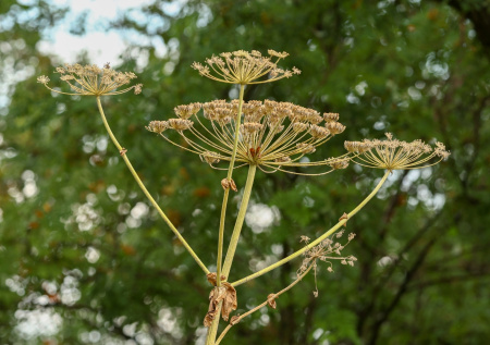 В лесах России начнется уничтожение двух видов растений