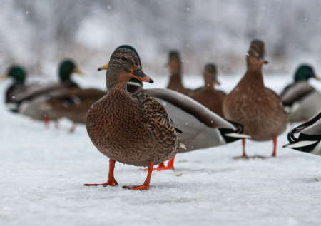 Россиянам напомнили, как правильно подкармливать водоплавающих птиц