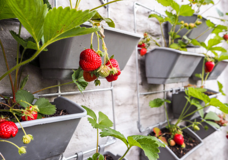 Хваленая гидропонная ферма в Финляндии пошла ко дну