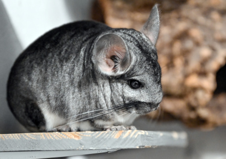 Московский суд встал на защиту шиншилл