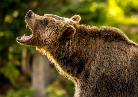 Ребенок пришел в школу и едва не стал обедом для огромного хищника