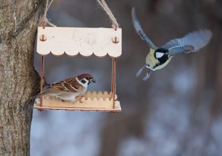 Орнитолог предупредила о рисках зимней подкормки птиц