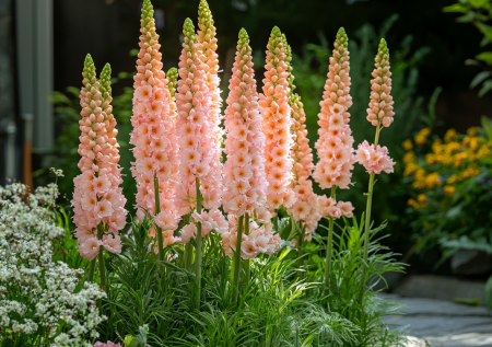 Не поливай, не корми, а он все равно цветет: чудо-цветок для занятых дачников