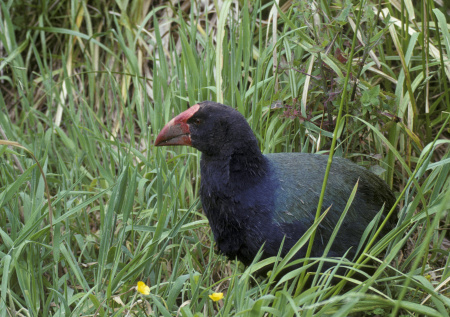Считавшаяся бесплодной пара редчайших птиц дала потомство