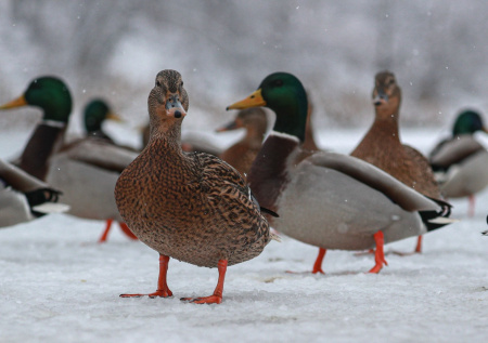 Столичные утки стали жертвами экологической катастрофы