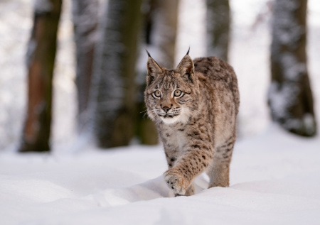 Пятнистая гостья из тайги повадилась гулять вблизи жилых домов