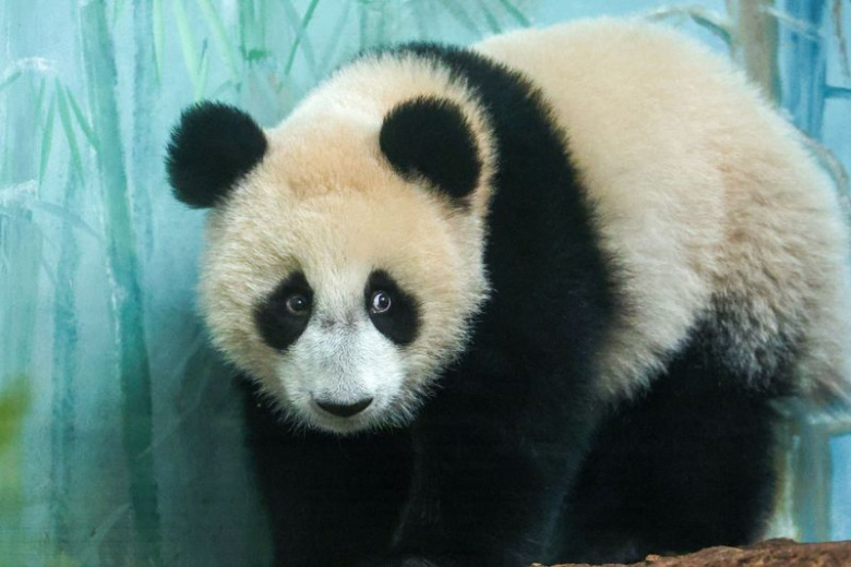 Панда Катюша в Московском зоопарке