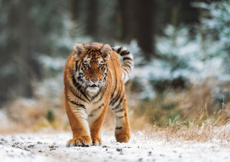 Амурский тигр попал под колеса четырех машин