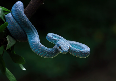 Москвичка попала в больницу после укуса редкой ядовитой змеи