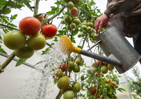 Томат, который хранится до февраля: секрет дачников для богатого урожая и длительного хранения