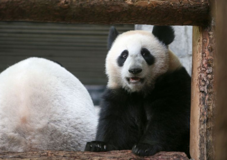 Панда Катюша в зоопарке Москвы: последние новости 26 декабря, фото, видео
