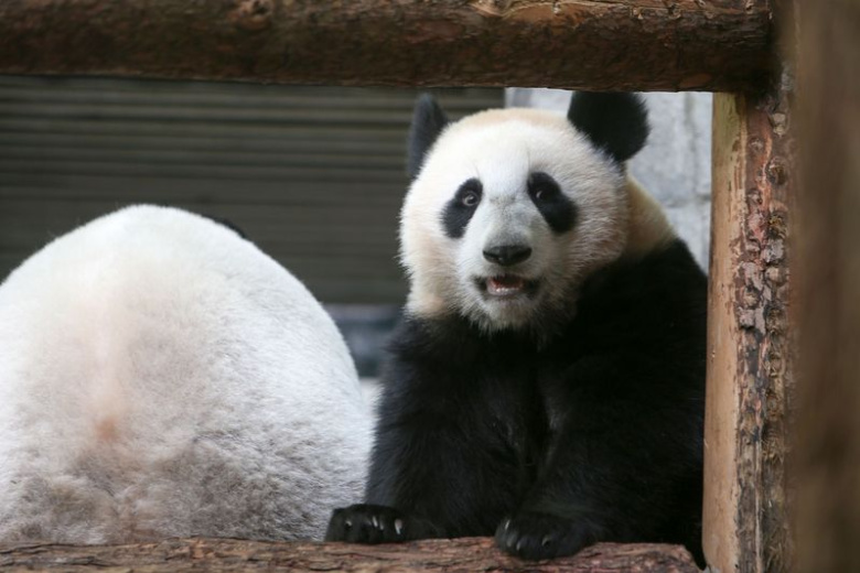 Панда Катюша в Московском зоопарке