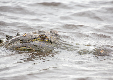 Спасатели вытащили голову и бюстгальтер из желудка крокодила
