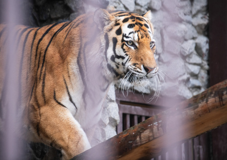 В Приморье поймали отъевшегося на собаках тигра-забияку