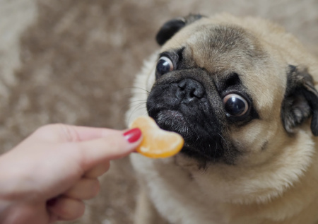 Кинолог объяснил, можно ли давать собаке мандарины