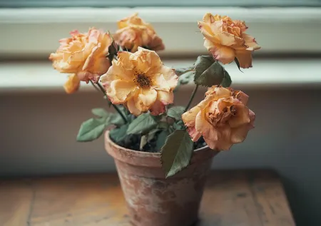 Комнатные цветы чахнут без причины: ночные приманки, которые помогают быстро найти скрытых вредителей без химии