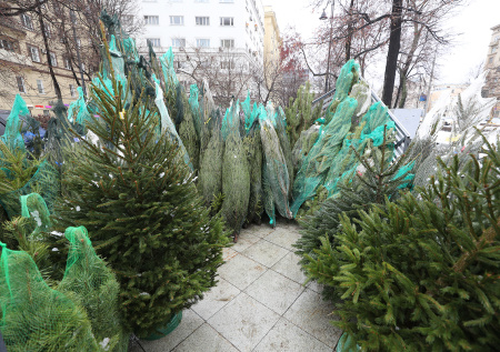 Дезинфектолог рассказал, как защитить себя от «елочных клещей»