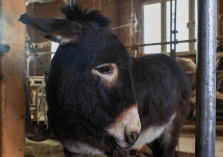 Перевозивший снаряды в зоне СВО ослик Жорик обрел новый дом