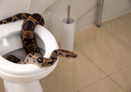Мужчина поднял крышку унитаза и увидел внутри большого питона