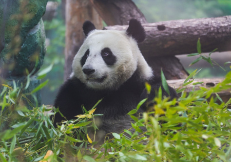 Панда Катюша в зоопарке Москвы: последние новости 27 декабря, фото, видео