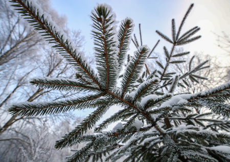Приметы 9 января — Степанов день: колья, кони и святочные гадания