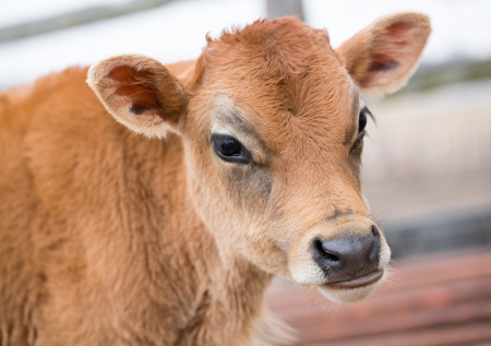 Сотрудники ДПС наткнулись на заблудившегося теленка посреди ночи