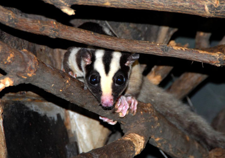 Коллекция Московского зоопарка пополнилась новыми экзотическими животными