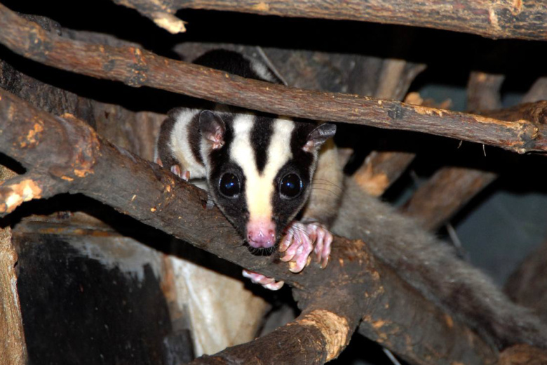 Полосатый кускус