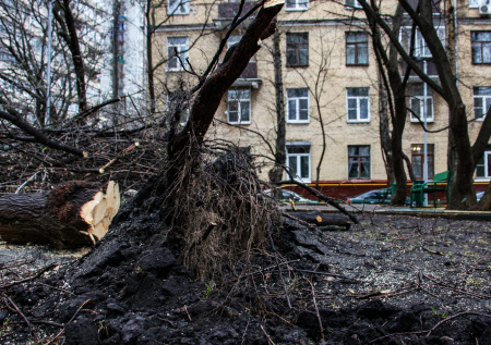 Штормовой ветер обрушился на Калининград и повалил десятки деревьев