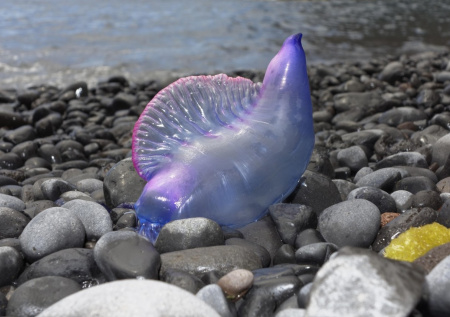 «Португальские кораблики» атаковали россиян на популярном пляже