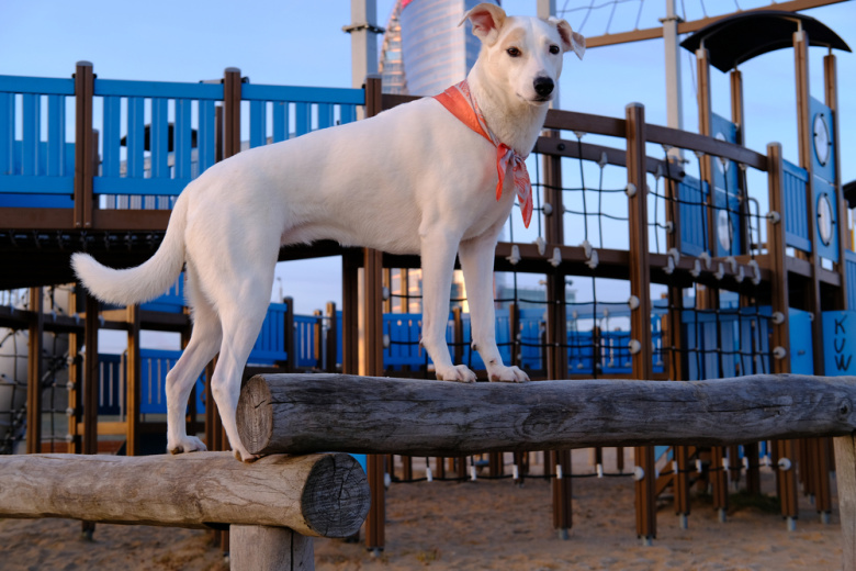 Специализированные площадки для выгула собак в Москве