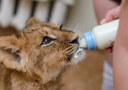 Сломаны позвоночник, лапы, хвост: что грозит искалечившим львенка в Москве?