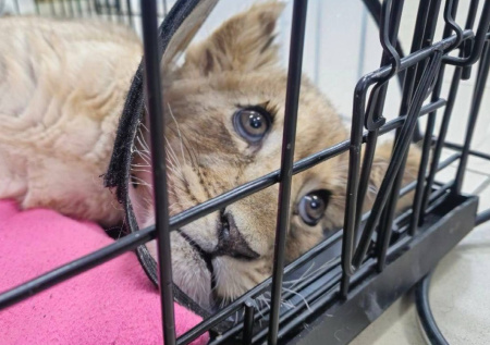 Прокуратура изъяла у московского блогера львицу с переломами