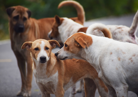 К чему снится стая собак: предвестие беды или удачи?
