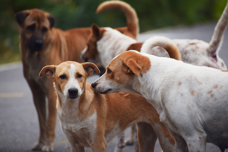 К чему снится стая собак: предвестие беды или удачи?