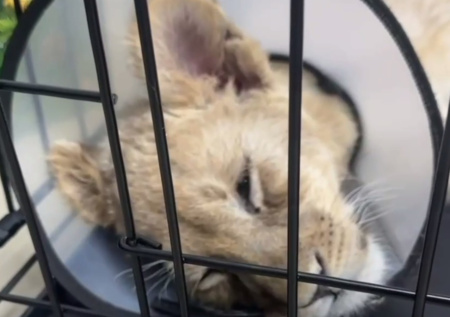 «Целовал, обнимал»: блогер объяснил, откуда у изъятого львенка переломы