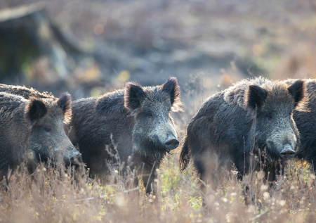 Дикие кабаны парализовали работу аэропорта в Европе