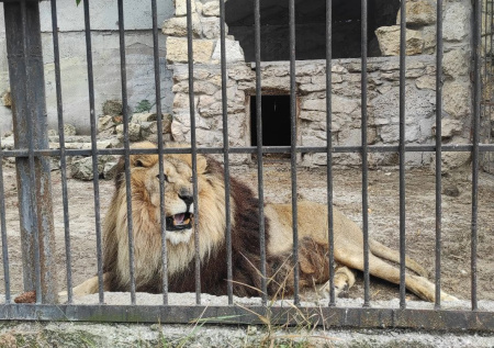 Украинский БПЛА обстрелял зоопарк в Запорожской области