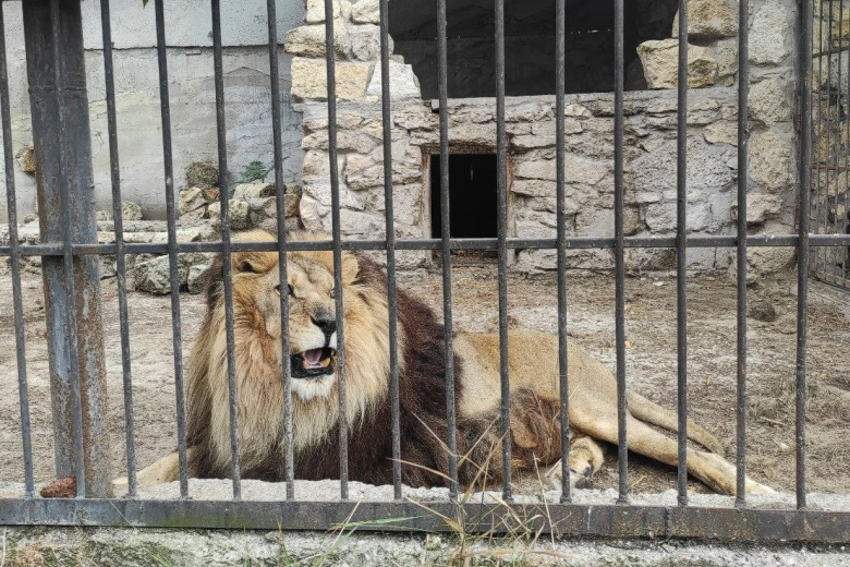 Васильевский центр для крупных хищников