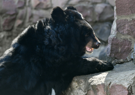 Гималайский медведь в Московском зоопарке впервые впал в спячку