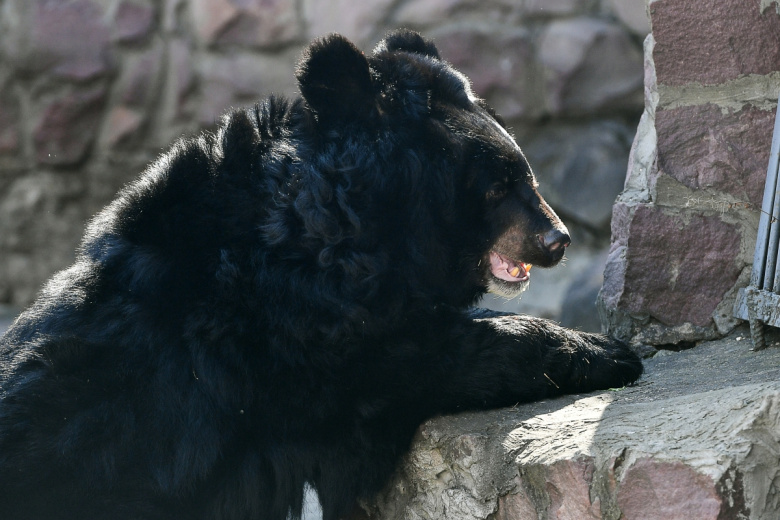 Гималайский медведь в Московском зоопарке