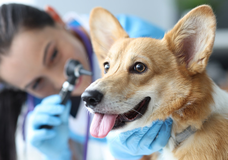 Назван главный признак недобросовестного ветеринара