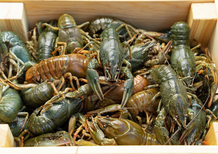 В США загадочно исчезли живые лобстеры на сумму $400 тыс.