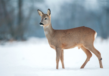 Двоих новосибирцев осудили за нелегальную охоту на косуль
